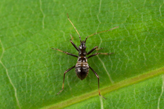 Himacerus