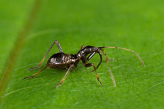 Himacerus