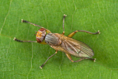 Pherbellia dubia