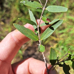 Backhousia angustifolia