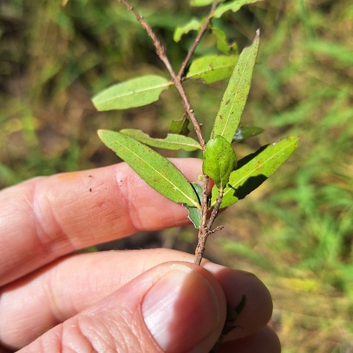 Backhousia angustifolia, photograph 1