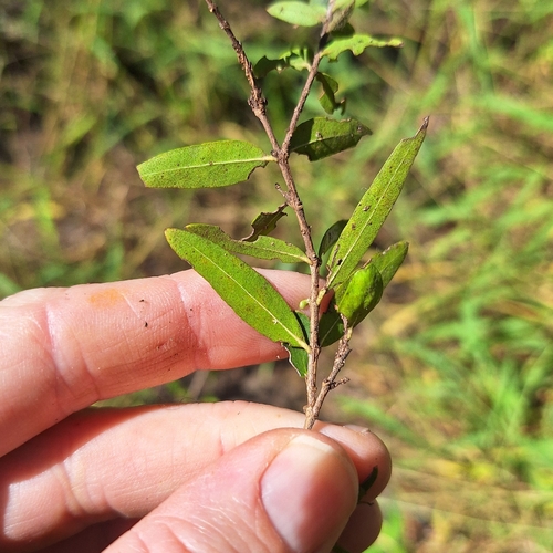 Backhousia angustifolia, photograph 2