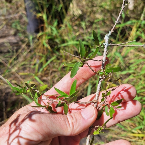 Backhousia angustifolia, photograph 3
