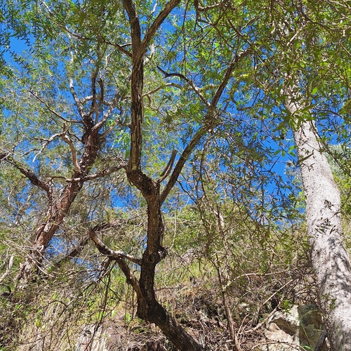 Backhousia angustifolia, photograph 4