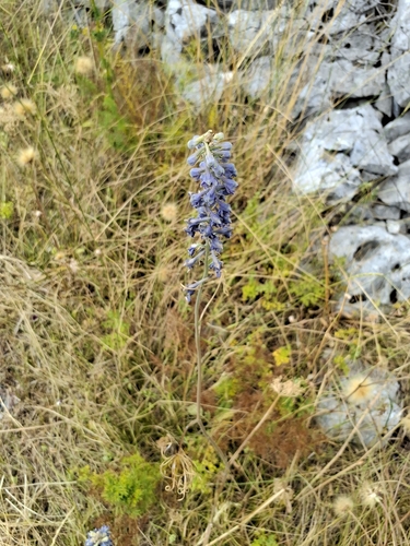 Delphinium fissum (Delphinium fissum)