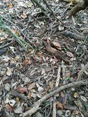 Micrurus tener tener