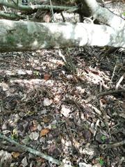 Micrurus tener tener