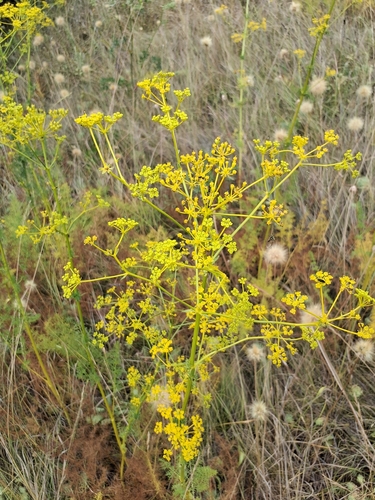 Field ferula (Ferulago galbanifera)