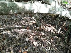 Micrurus tener tener