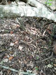 Micrurus tener tener