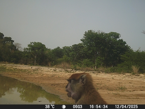 Western Patas Monkey