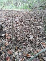 Micrurus tener tener