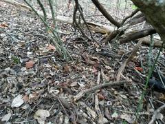 Micrurus tener tener