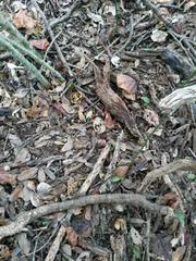 Micrurus tener tener