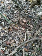 Micrurus tener tener