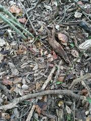 Micrurus tener tener