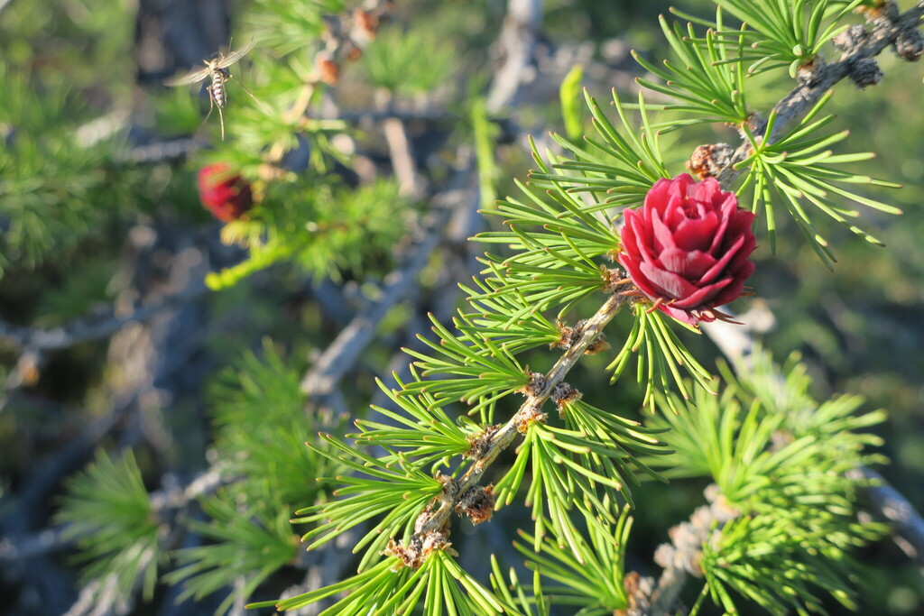 Dahurian larch (Larix gmelinii)