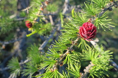 Dahurian Larch (Larix gmelinii)