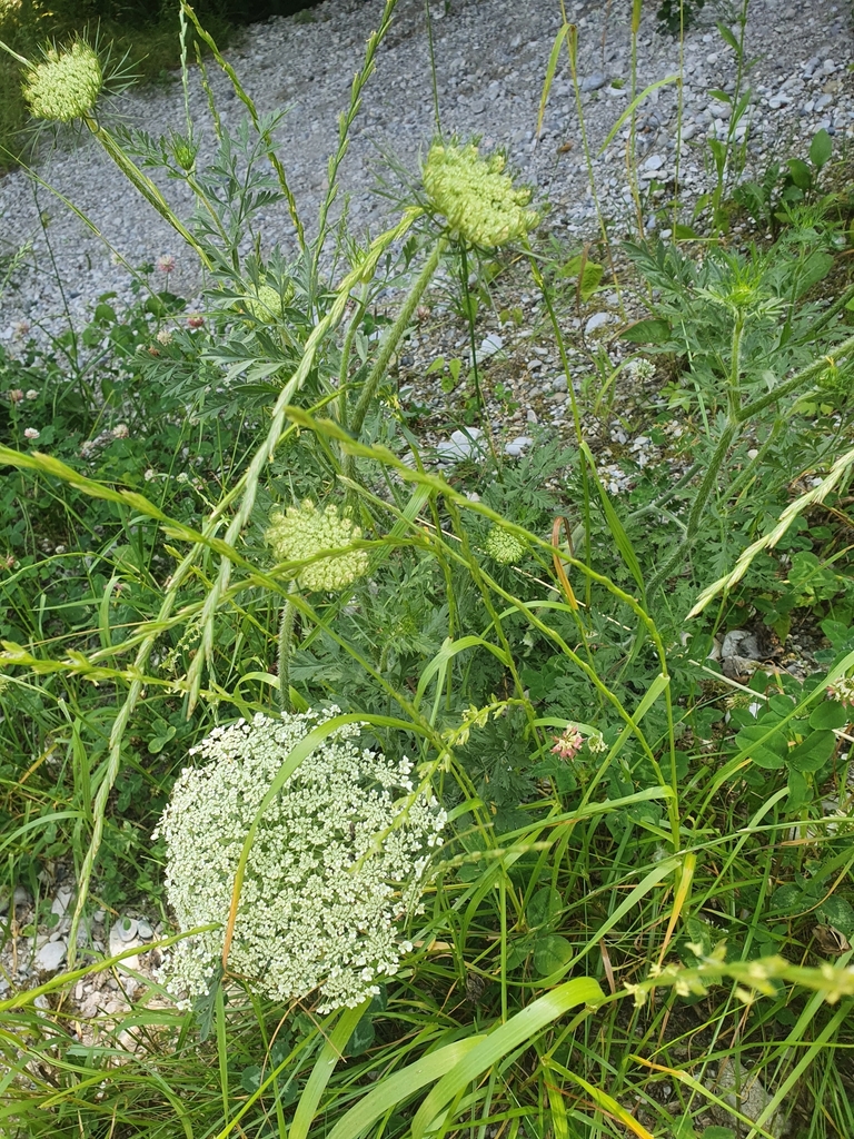 Daucus carota