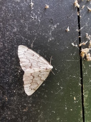 Nepytia pellucidaria