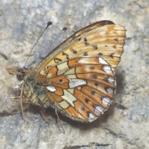 Pearl-bordered Fritillary, Bansko, Bulgaria, photo 6 of 10