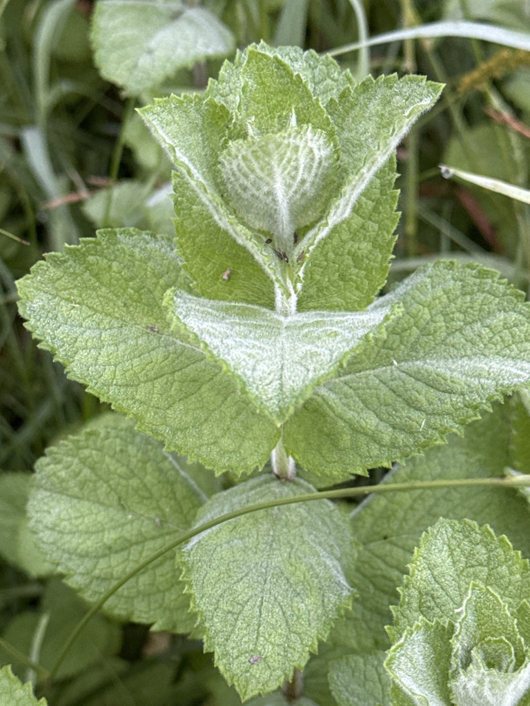 Mentha
