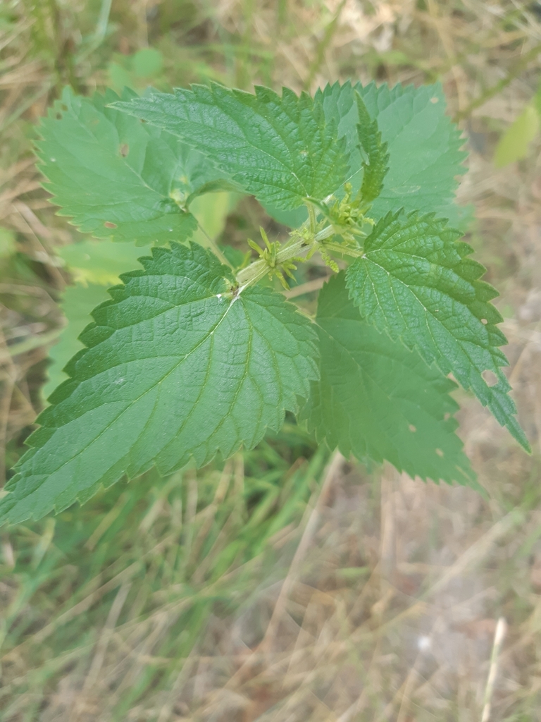 Urtica