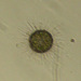 Acanthocystis - Photo (c) Josh Grosse, algunos derechos reservados (CC BY-NC), subido por Josh Grosse
