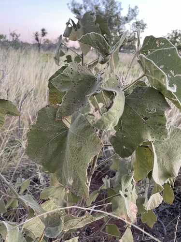 Brachychiton multicaulis Guymer 2