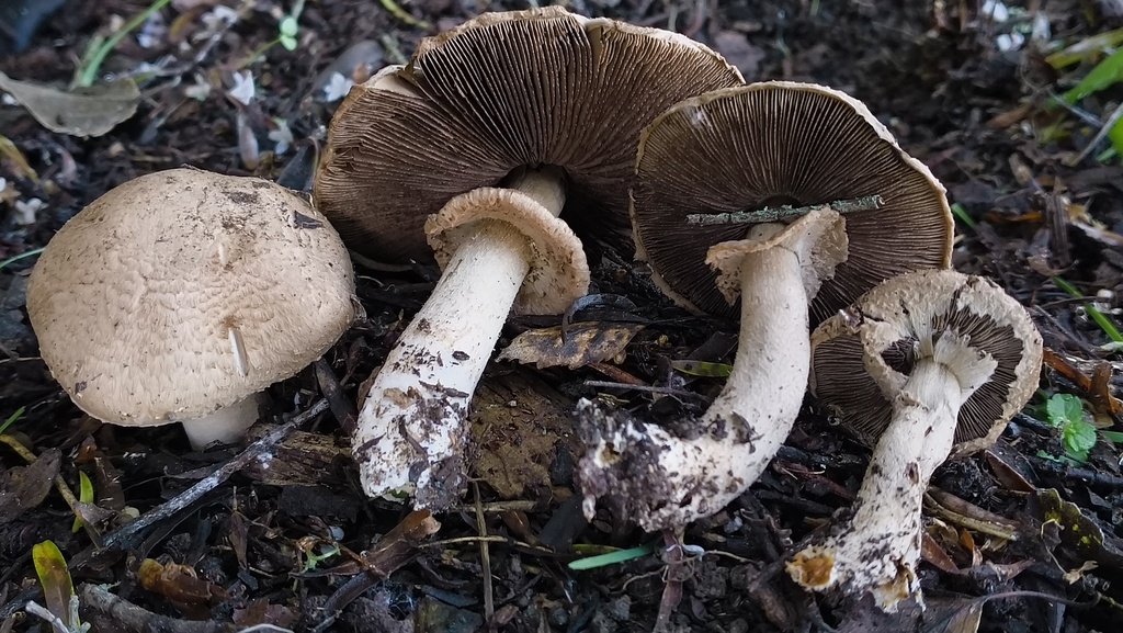 Agaricus · June 2025 · photo: © zedt (iNaturalist, cc-by)