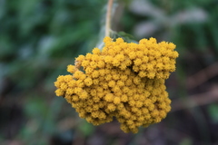 Achillea filipendulina