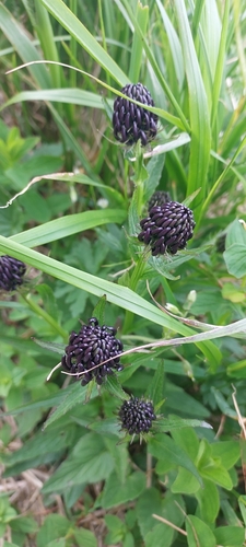 Phyteuma vagneri, photograph 5