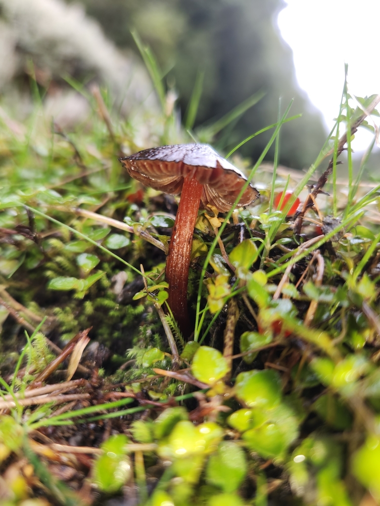 Hygrocybe astatogala · June 2025 · photo: © archie_tarn (iNaturalist, cc-by)