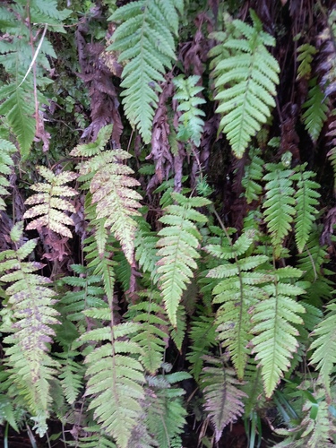 Stegnogramma pozoi iNat (2)