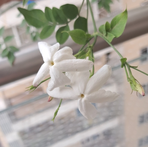 Jasminum grandiflorum observed 2025-06-26