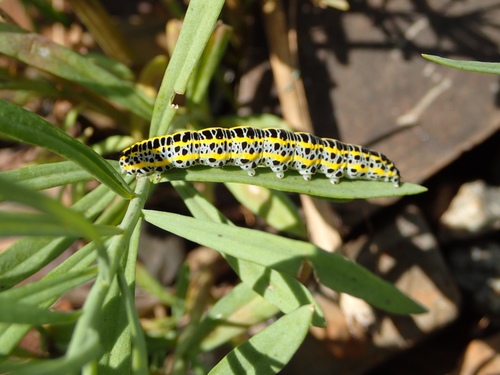 Toadflax Brocade Moth