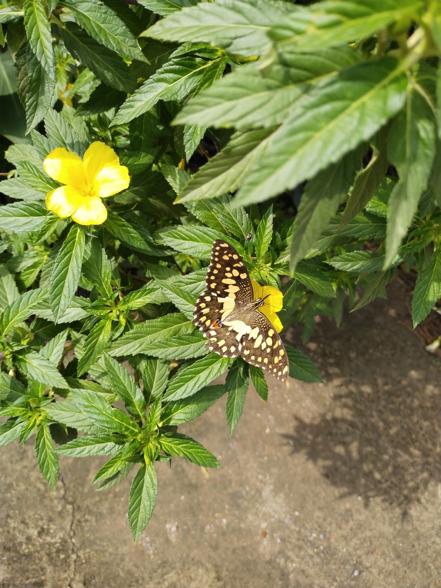 Lime Swallowtail