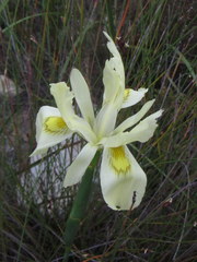 Moraea anomala
