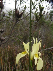 Moraea anomala