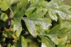 Phyllocoptes goniothorax