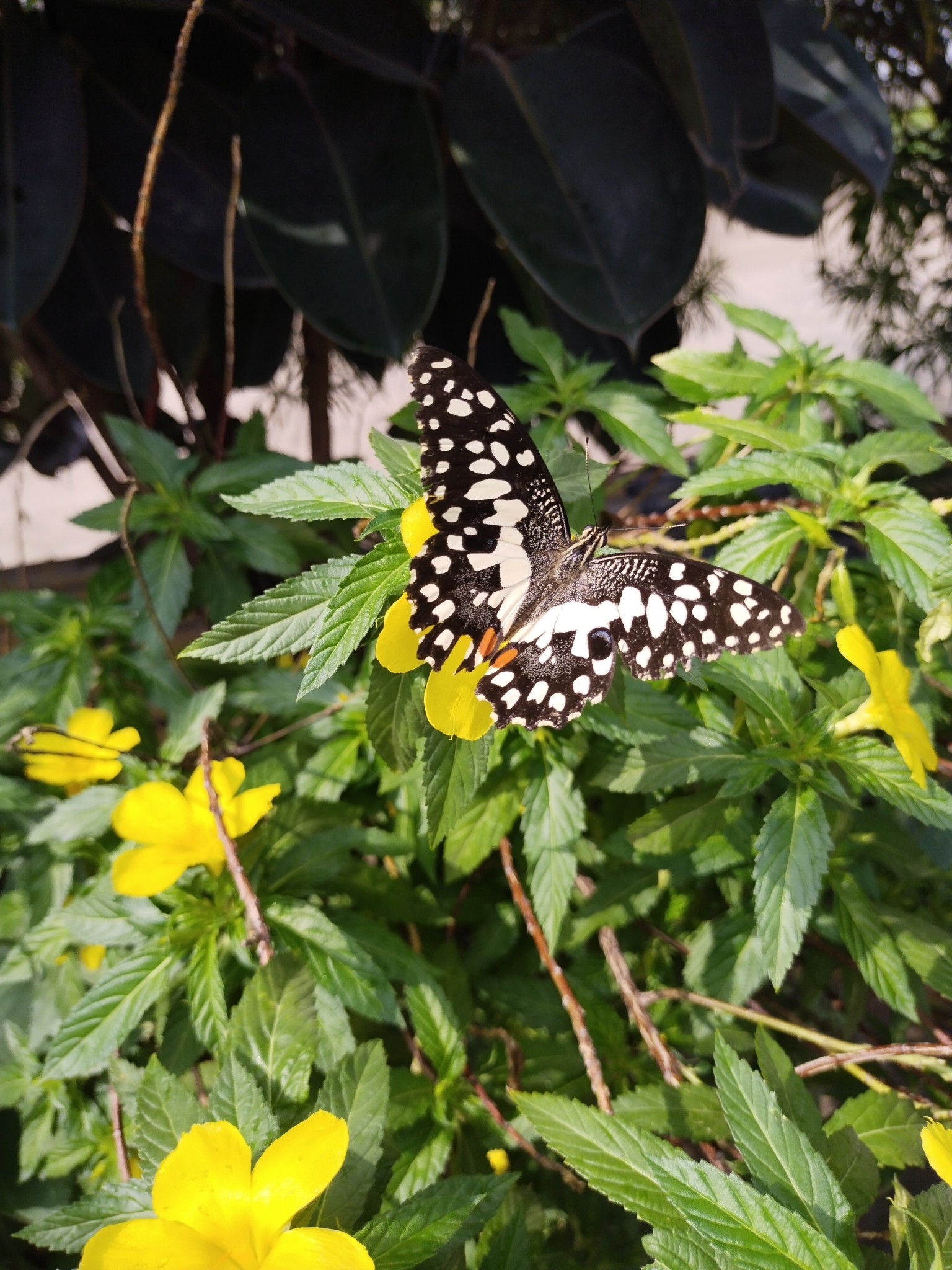 Lime Swallowtail