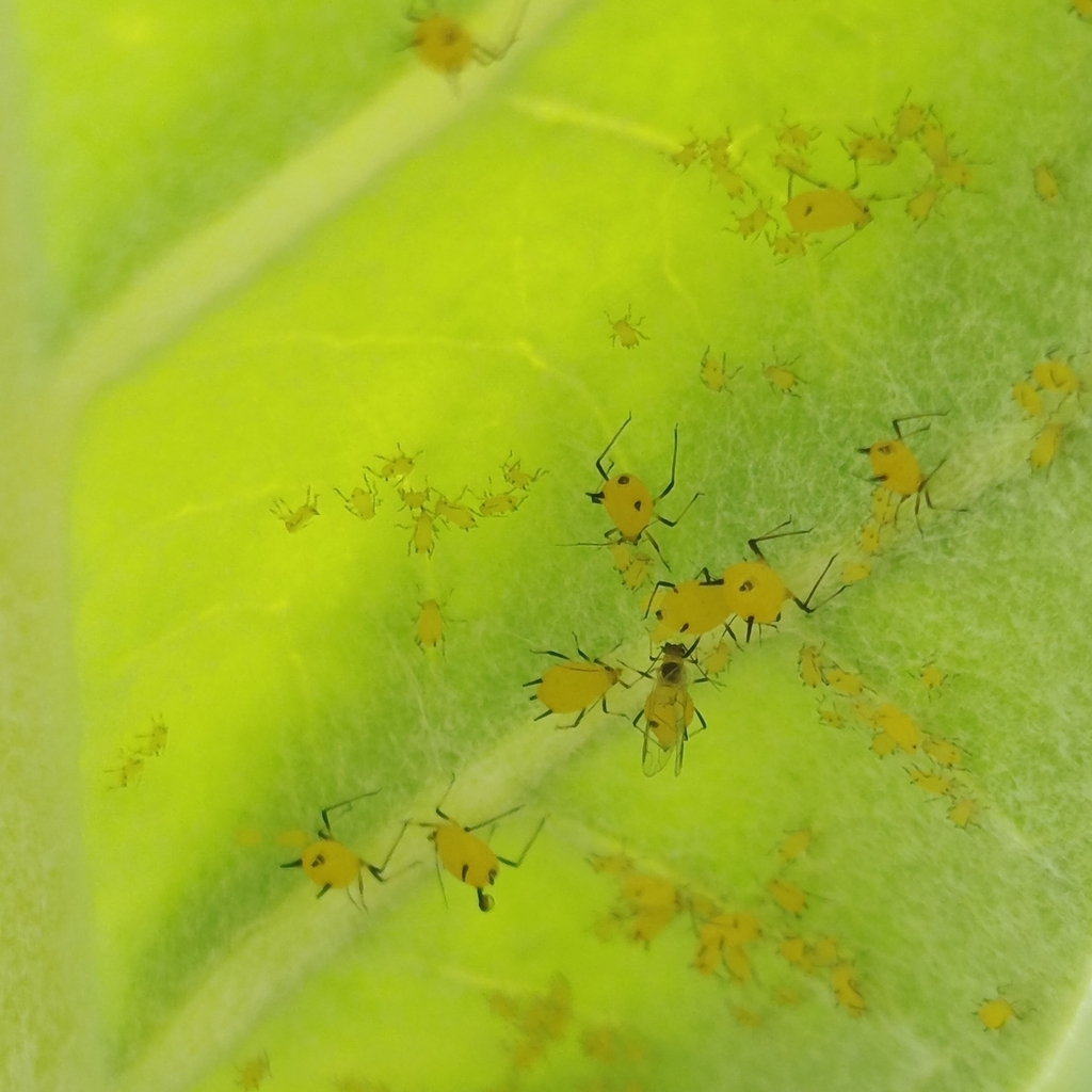 Oleander Aphid (Aphis nerii)