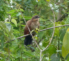 Centropus senegalensis