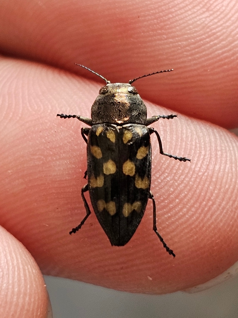 Trachypteris picta decostigma
