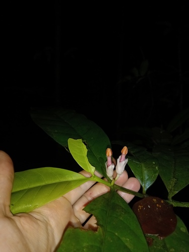 Tabernaemontana macrocalyx observed 2025-05-04