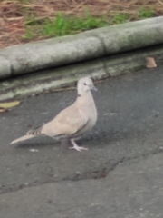 Streptopelia decaocto