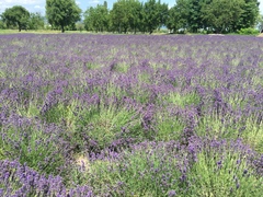 Lavandula angustifolia