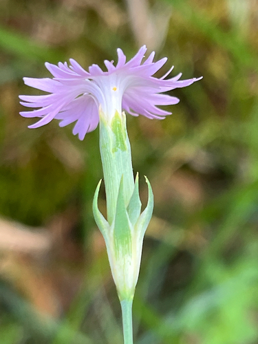 Bearn Pink (Dianthus benearnensis)