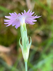 (c) Dave U, some rights reserved (CC BY-SA) Dianthus benearnensis, photograph (c) Dave U, some rights reserved (CC BY-SA)