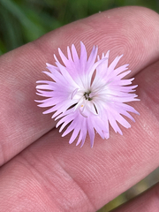 (c) Dave U, some rights reserved (CC BY-SA) Dianthus benearnensis, photograph (c) Dave U, some rights reserved (CC BY-SA)